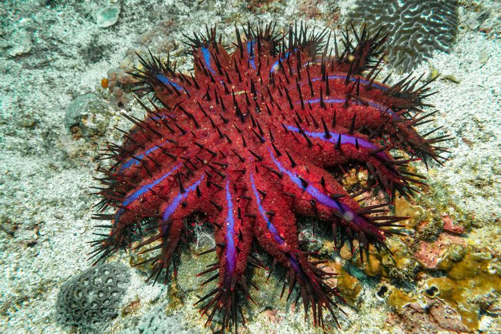 Close-up of a crown-of-thorns starfish on the reef