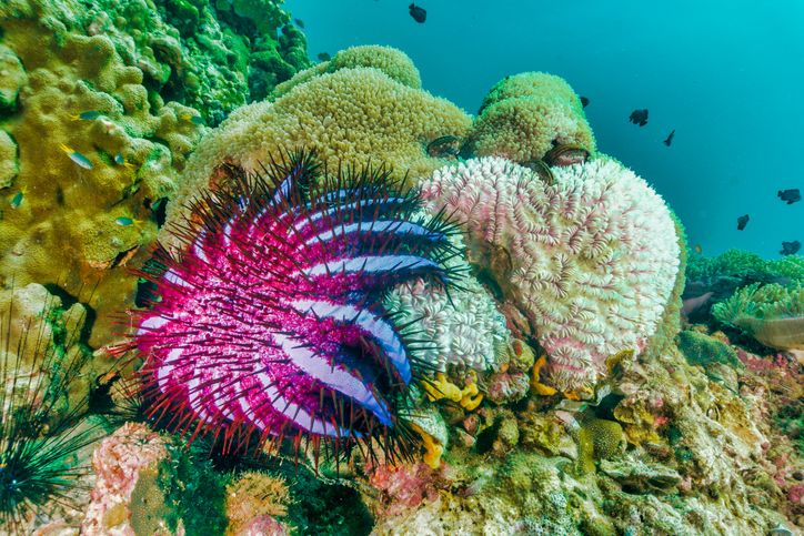 A crown-of-thorns starfish feeding on coral