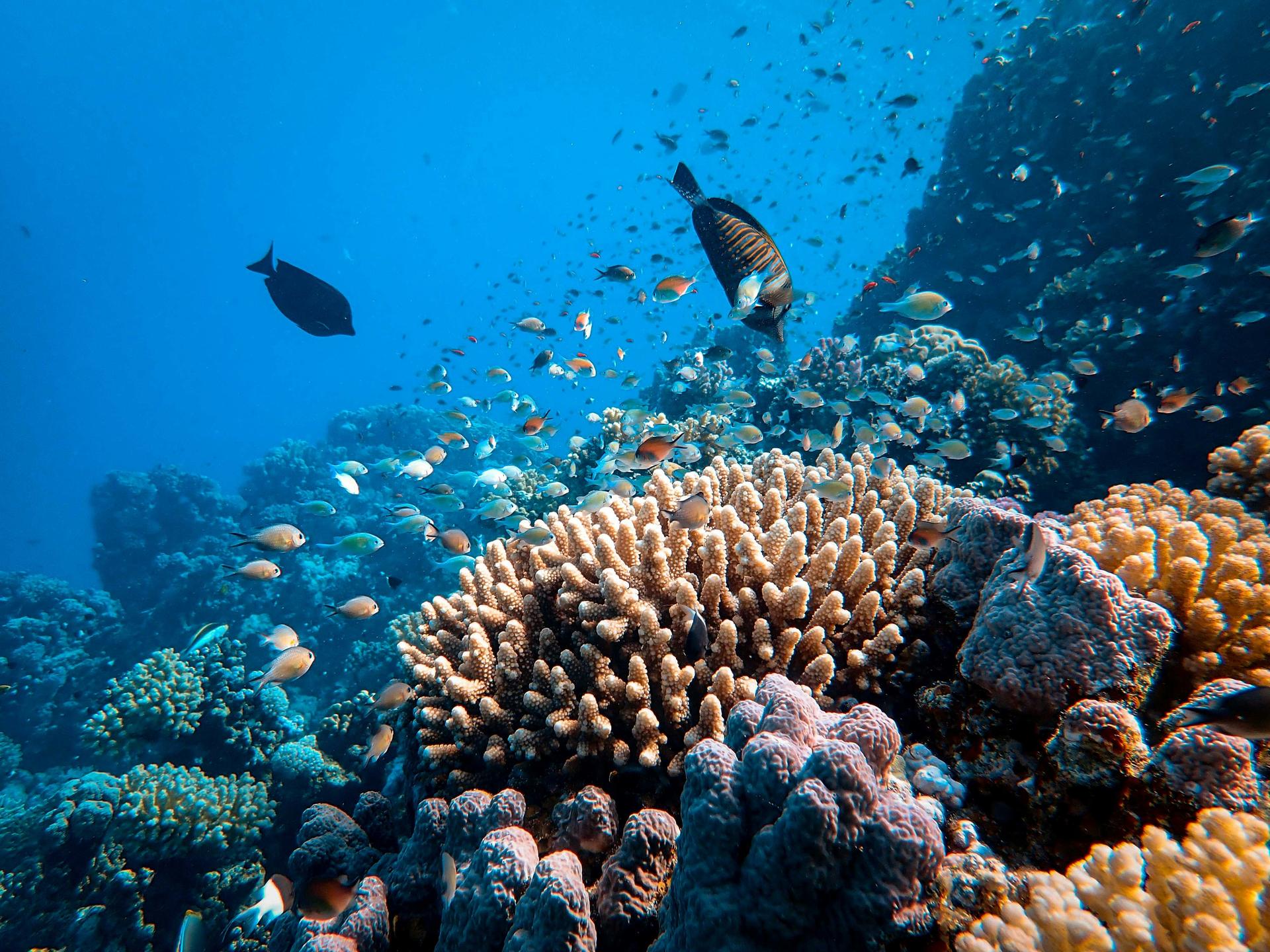 Coral and reef fish on the Great Barrier Reef